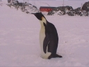 Nombre del archivo=PINGUINOEMPERADOR018.jpg
Tamaño del archivo=23Kb
Dimensiones=600x450
Fecha añadida=13 de Octubre de 11 PINGUINOEMPERADOR018.jpg