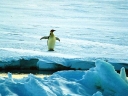 Nombre del archivo=PINGUINOEMPERADOR019.jpg
Tamaño del archivo=49Kb
Dimensiones=600x451
Fecha añadida=13 de Octubre de 11 PINGUINOEMPERADOR019.jpg