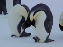 Nombre del archivo=PINGUINOEMPERADOR020.jpg
Tamaño del archivo=18Kb
Dimensiones=640x480
Fecha añadida=13 de Octubre de 11 PINGUINOEMPERADOR020.jpg