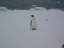 Nombre del archivo=PINGUINOEMPERADOR021.jpg
Tamaño del archivo=46Kb
Dimensiones=640x480
Fecha añadida=13 de Octubre de 11 PINGUINOEMPERADOR021.jpg