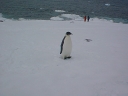 Nombre del archivo=PINGUINOEMPERADOR022.jpg
Tamaño del archivo=50Kb
Dimensiones=640x480
Fecha añadida=13 de Octubre de 11 PINGUINOEMPERADOR022.jpg