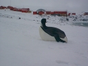 Nombre del archivo=PINGUINOEMPERADOR023.jpg
Tamaño del archivo=52Kb
Dimensiones=640x480
Fecha añadida=13 de Octubre de 11 PINGUINOEMPERADOR023.jpg