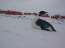 Nombre del archivo=PINGUINOEMPERADOR024.jpg
Tamaño del archivo=44Kb
Dimensiones=640x480
Fecha añadida=13 de Octubre de 11 PINGUINOEMPERADOR024.jpg
