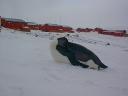 Nombre del archivo=PINGUINOEMPERADOR025.jpg
Tamaño del archivo=50Kb
Dimensiones=640x480
Fecha añadida=13 de Octubre de 11 PINGUINOEMPERADOR025.jpg