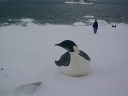 Nombre del archivo=PINGUINOEMPERADOR029.jpg
Tamaño del archivo=47Kb
Dimensiones=640x480
Fecha añadida=13 de Octubre de 11 PINGUINOEMPERADOR029.jpg