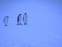 Nombre del archivo=PINGUINOEMPERADOR031.jpg
Tamaño del archivo=14Kb
Dimensiones=320x240
Fecha añadida=13 de Octubre de 11 PINGUINOEMPERADOR031.jpg