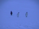 Nombre del archivo=PINGUINOEMPERADOR032.jpg
Tamaño del archivo=13Kb
Dimensiones=320x240
Fecha añadida=13 de Octubre de 11 PINGUINOEMPERADOR032.jpg