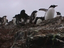 Nombre del archivo=PINGUINOPAPUA01.jpg
Tamaño del archivo=51Kb
Dimensiones=640x480
Fecha añadida=13 de Octubre de 11 PINGUINOPAPUA01.jpg