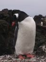 Nombre del archivo=PINGUINOPAPUA03.jpg
Tamaño del archivo=43Kb
Dimensiones=480x640
Fecha añadida=13 de Octubre de 11 PINGUINOPAPUA03.jpg