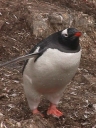 Nombre del archivo=PINGUINOPAPUA04.jpg
Tamaño del archivo=70Kb
Dimensiones=480x640
Fecha añadida=13 de Octubre de 11 PINGUINOPAPUA04.jpg