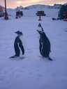 Nombre del archivo=PINGUINOPAPUA07.jpg
Tamaño del archivo=34Kb
Dimensiones=480x640
Fecha añadida=13 de Octubre de 11 PINGUINOPAPUA07.jpg