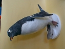 Nombre del archivo=PINGUINOPAPUA10.jpg
Tamaño del archivo=37Kb
Dimensiones=640x480
Fecha añadida=13 de Octubre de 11 PINGUINOPAPUA10.jpg