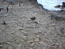 Nombre del archivo=SKUA02.jpg
Tamaño del archivo=24Kb
Dimensiones=320x240
Fecha añadida=13 de Octubre de 11 SKUA02.jpg