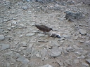 Nombre del archivo=SKUA03.jpg
Tamaño del archivo=24Kb
Dimensiones=320x240
Fecha añadida=13 de Octubre de 11 SKUA03.jpg