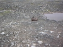 Nombre del archivo=SKUA04.jpg
Tamaño del archivo=23Kb
Dimensiones=320x240
Fecha añadida=13 de Octubre de 11 SKUA04.jpg