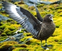 Nombre del archivo=SKUA05.jpg
Tamaño del archivo=44Kb
Dimensiones=502x413
Fecha añadida=13 de Octubre de 11 SKUA05.jpg