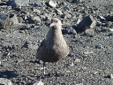 Nombre del archivo=SKUA06.jpg
Tamaño del archivo=263Kb
Dimensiones=1216x912
Fecha añadida=13 de Octubre de 11 SKUA06.jpg