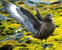 Nombre del archivo=SKUA07.jpg
Tamaño del archivo=42Kb
Dimensiones=502x413
Fecha añadida=13 de Octubre de 11 SKUA07.jpg