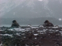 Nombre del archivo=SKUA08.jpg
Tamaño del archivo=54Kb
Dimensiones=640x480
Fecha añadida=13 de Octubre de 11 SKUA08.jpg