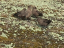 Nombre del archivo=SKUA10.jpg
Tamaño del archivo=100Kb
Dimensiones=640x480
Fecha añadida=13 de Octubre de 11 SKUA10.jpg