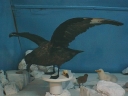 Nombre del archivo=SKUA14.jpg
Tamaño del archivo=37Kb
Dimensiones=640x480
Fecha añadida=13 de Octubre de 11 SKUA14.jpg