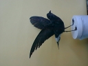 Nombre del archivo=SKUA15.jpg
Tamaño del archivo=31Kb
Dimensiones=640x480
Fecha añadida=13 de Octubre de 11 SKUA15.jpg